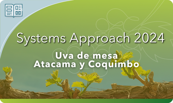 Systems Approach 2024: Recomendaciones Agrospec para uva de mesa