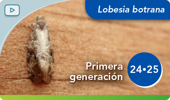 Recomendaciones Agrospec para el control oficial de <i>Lobesia botrana</i> 1ª generación 2024-25