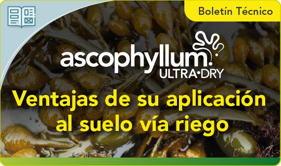 Boletín técnico Ascophyllum Ultra-Dry: ventajas de su aplicación al suelo vía riego